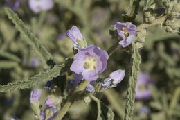 Plancia ëd Sphaeralcea angustifolia (Cav.) G. Don