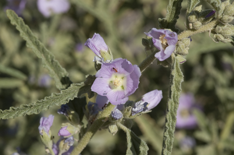 Image of copper globemallow