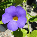 Image of Thunbergia battiscombei Turrill