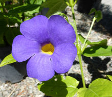 Image of Thunbergia battiscombei Turrill