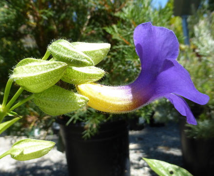 Image of Thunbergia battiscombei Turrill