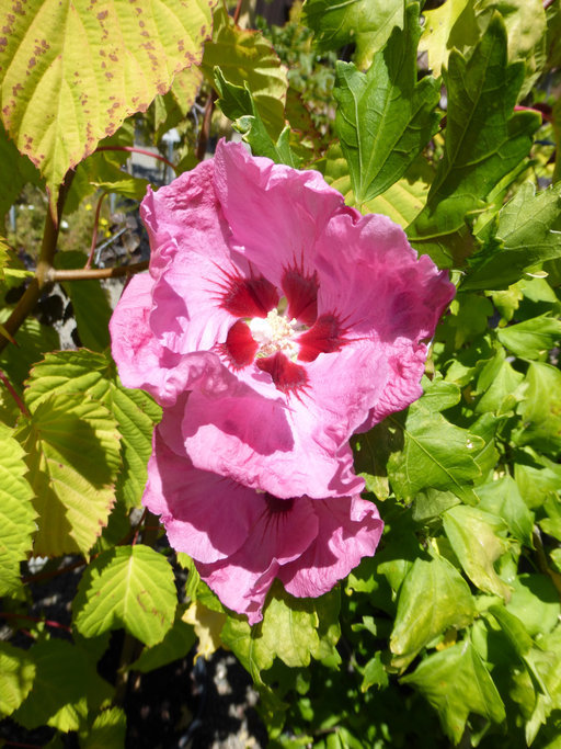 Image of rose of Sharon