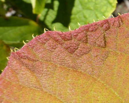 Image de <i>Actinidia deliciosa</i>