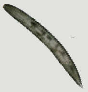 Image of Criconematidae