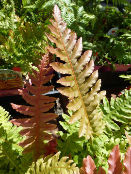 Imagem de <i>Blechnum brasiliense</i>