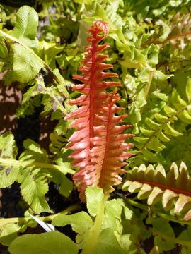 Image of <i>Blechnum brasiliense</i>