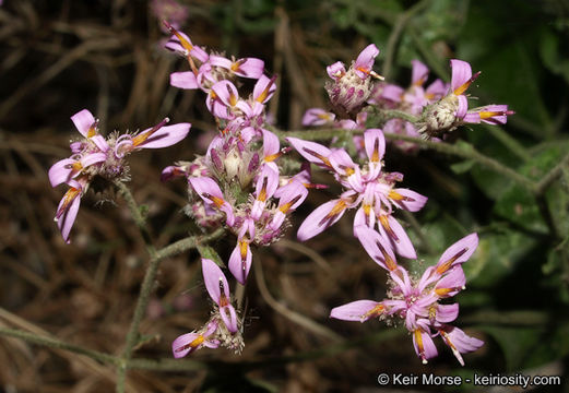 Sivun Acourtia microcephala DC. kuva