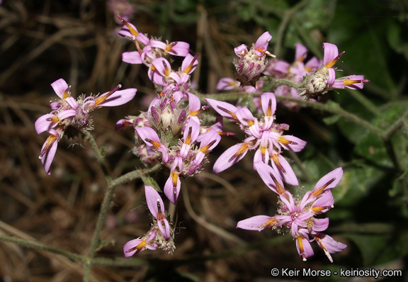 Plancia ëd Acourtia microcephala DC.