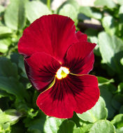 Image of Horned Pansy