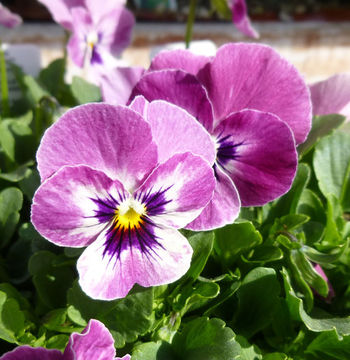 Image of Horned Pansy