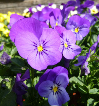 Image of Horned Pansy