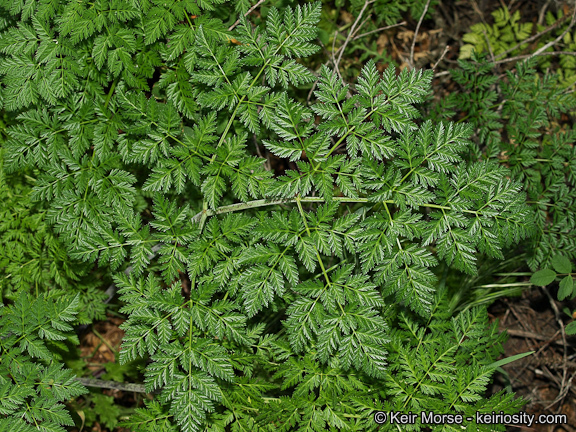 Imagem de Conium maculatum L.