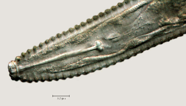 Image of Criconematidae