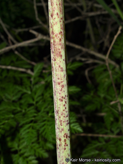 Imagem de Conium maculatum L.