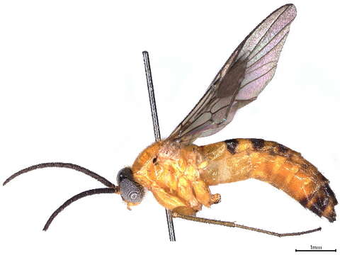 Image of Olbiogaster