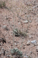 Image of Havard's buckwheat