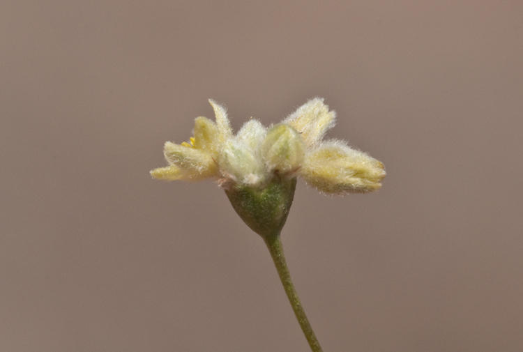 Image of Havard's buckwheat