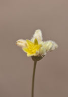 Image of Havard's buckwheat