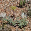 Image of glaucous umbrellawort