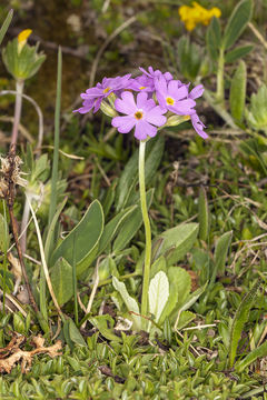 Image of Bird's-eye Primrose