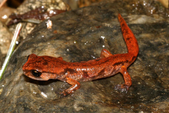 Image of Common Ensatina