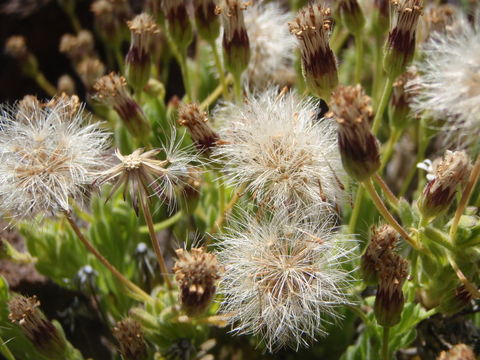 Tetramolopium humile (A. Gray) Hillebr. resmi