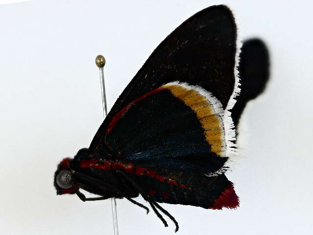 Image of Mysoria barcastus Sepp 1855