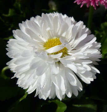 Image of Daisy