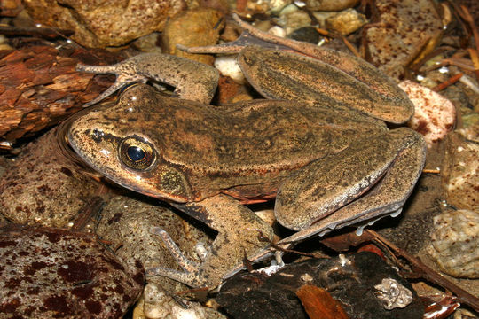 Image of Northern Red-legged Frog