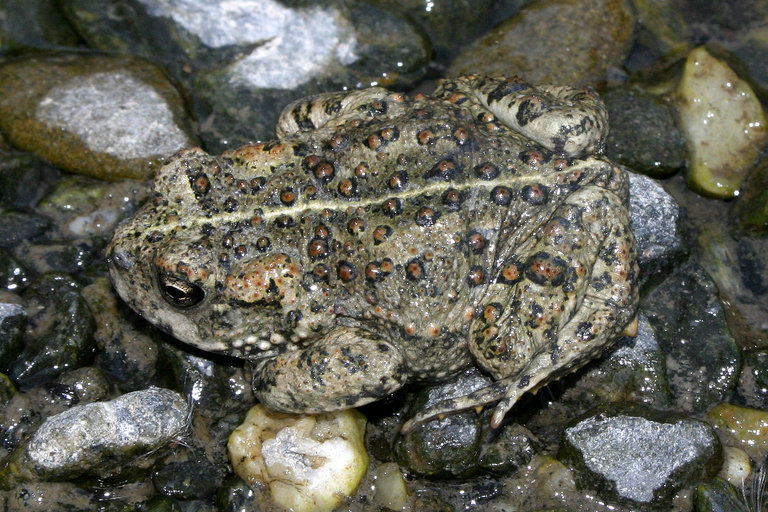 Image of western toad