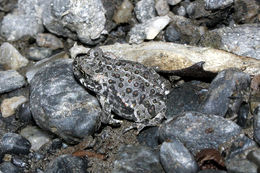 Image of western toad