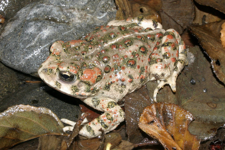 Image of western toad