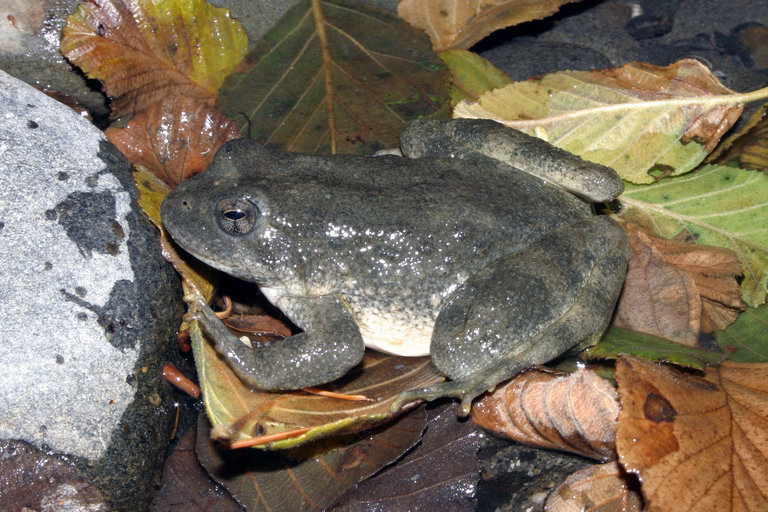 Image of Foothill yellow-legged frog