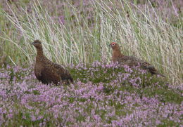 Image of Red Grouse