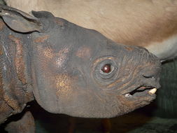 Слика од Јавански носорог