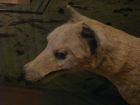 Image of thylacine