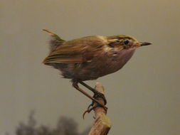 Image of New Zealand bushwren