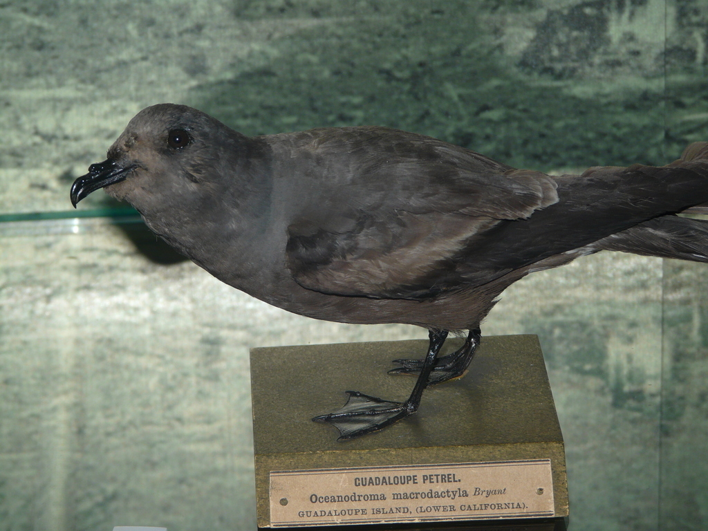 Image of Guadalupe Storm Petrel