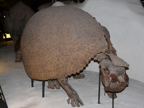 Image of Glyptodon clavipes Owen 1839