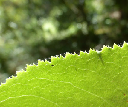 Image of Pacific madrone