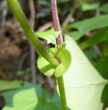 Image of Cape-ivy