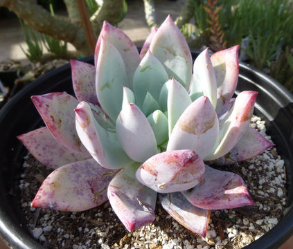 Sivun Echeveria colorata Walther kuva