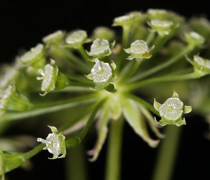 Imagem de Cicuta maculata var. angustifolia Hook.