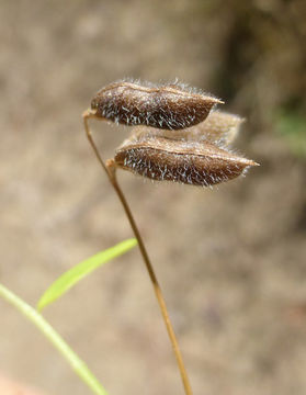 Image of Hairy Tare