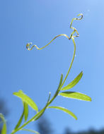 Image of Hairy Tare