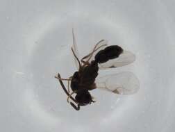 Image of Probolomyrmex