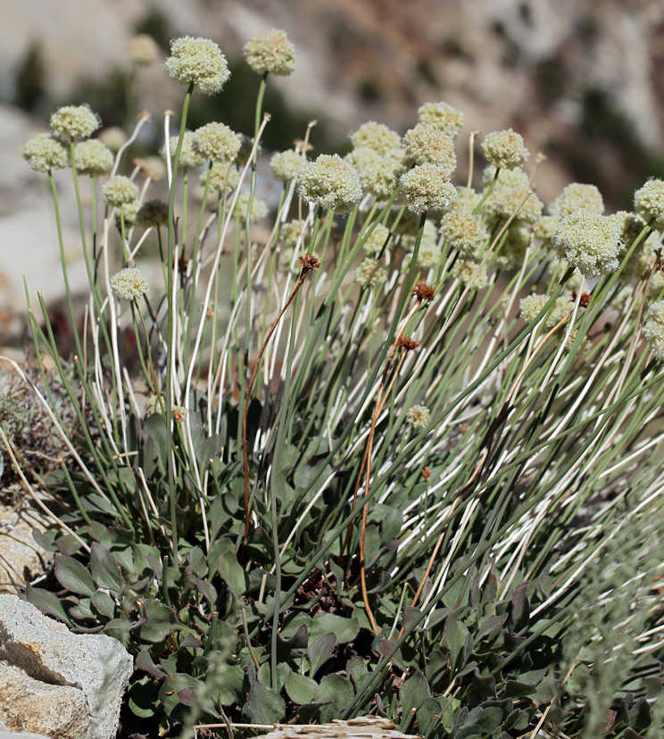 Image of Inyo buckwheat