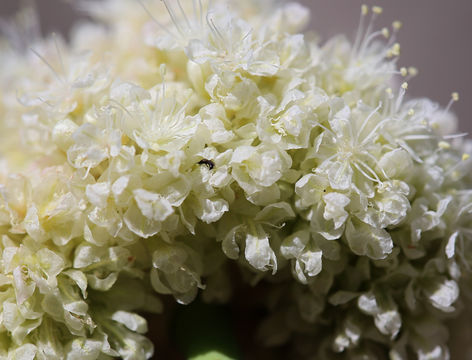 Image of Inyo buckwheat