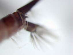 Image of Orthopodomyia