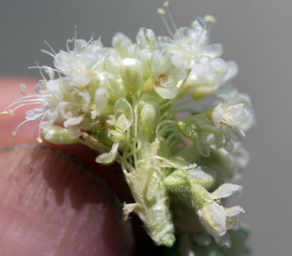 Image of Inyo buckwheat